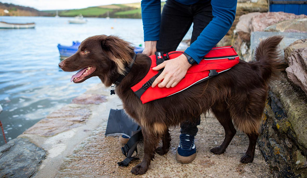 Introducing The Red Original Dog Buoyancy Aid