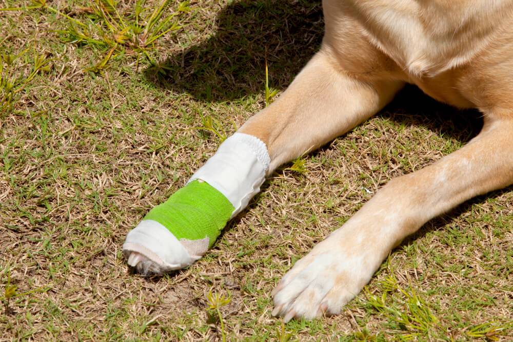 10 Must-Have Items To Include In A DIY Dog First Aid Kit