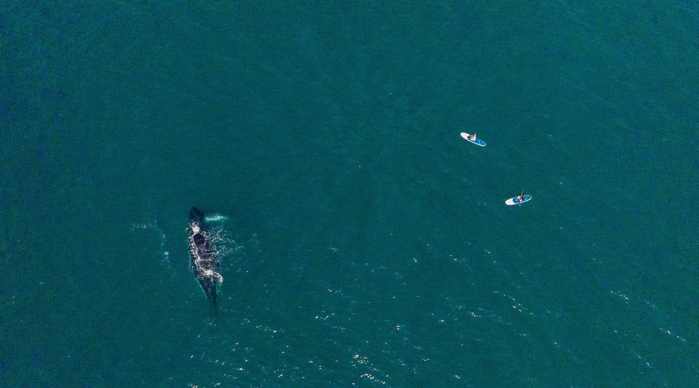 Birds eye view of two people on Red paddle boards, paddling beside a whale.