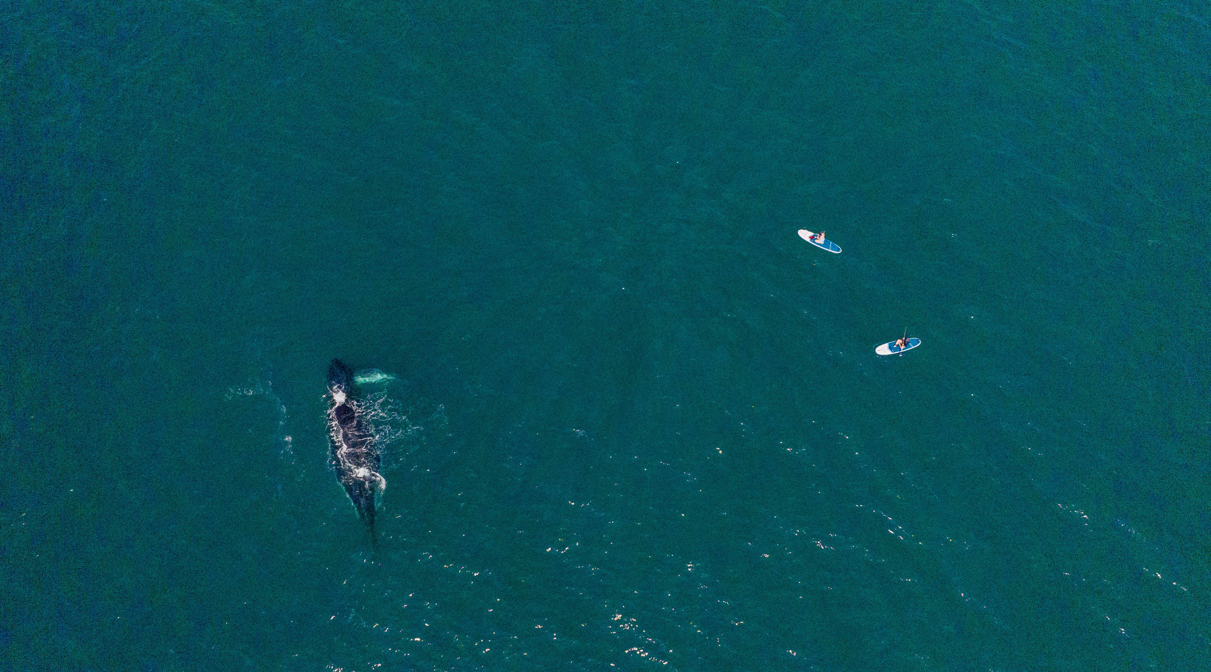 Birds eye view of two people on Red paddle boards, paddling beside a whale.